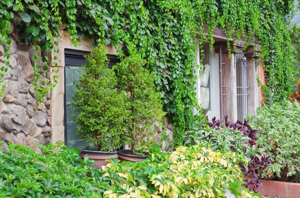 How Vines Can Damage Your Minneapolis Home