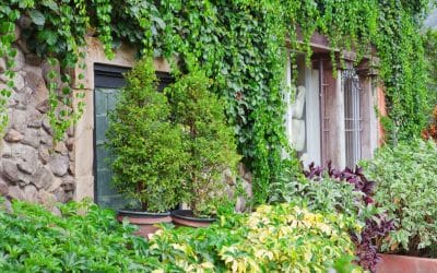 How Vines Can Damage Your Minneapolis Home